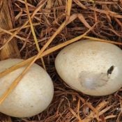 Peek inside a Bald Eagle Egg - at hatch!