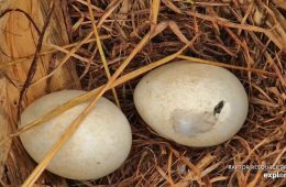 Peek inside a Bald Eagle Egg - at hatch!