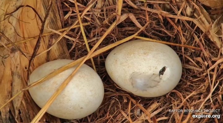 Peek inside a Bald Eagle Egg - at hatch!