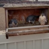 March 19, 2025: Three adult falcons in the nestbox at Xcel Energy's High Bridge Plant
