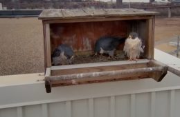 March 19, 2025: Three adult falcons in the nestbox at Xcel Energy's High Bridge Plant