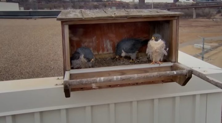 March 19, 2025: Three adult falcons in the nestbox at Xcel Energy's High Bridge Plant