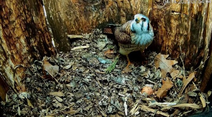 April 14, 2025: The female kestrel in the Prairie du Chien nestbox. She has two eggs so far!