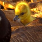 April 14, 2025: Goslings at N1