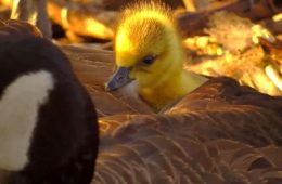April 14, 2025: Goslings at N1