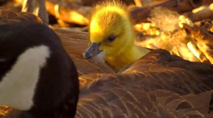 April 14, 2025: Goslings at N1