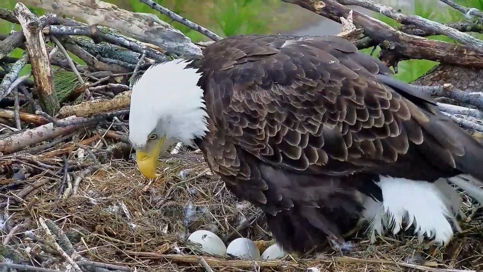 Pip-pip hooray! Hatch in progress at our Trempealeau Wisconsin nest