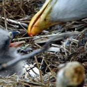 April 12, 2025: Eyeball - breakfast of cuteness champions!