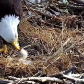 April 21, 2025: Mrs. T feeds TE3