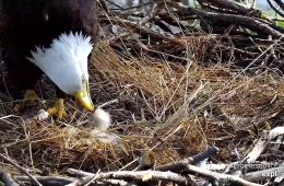 April 21, 2025: Mrs. T feeds TE3