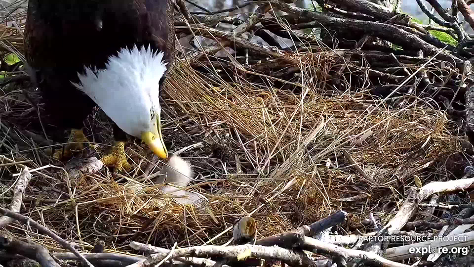 April 21, 2025: Mrs. T feeds TE3