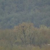 April 20, 2025: Mr. T's other nest and mate