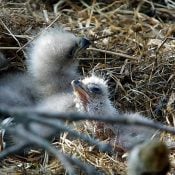 Welcome to the world, TE5!