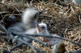 Welcome to the world, TE5!
