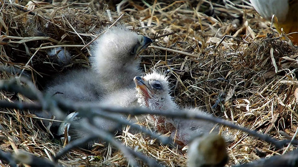 Welcome to the world, TE5!
