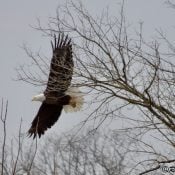 April 12, 2025: Mom flying to the nest