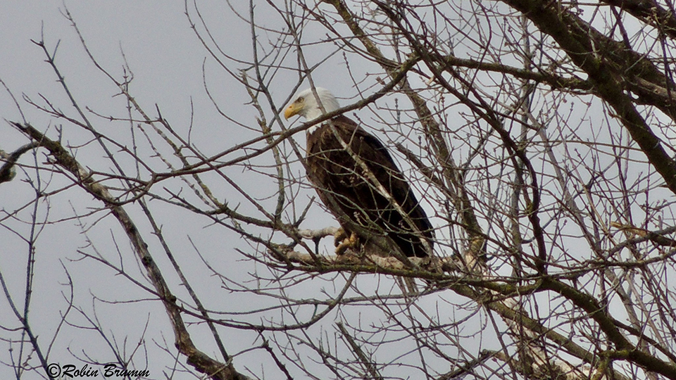 April 12, 2025: Mom on the field perch tree