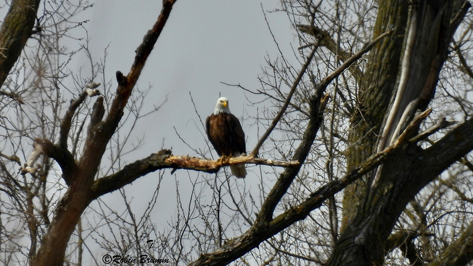 DM2 on the perch tree