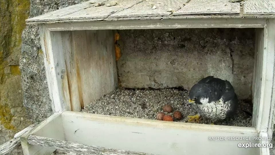 Elaine and her eggs. Did Newman father all of them?