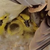 April 13, 2025: The goslings a few hours after hatch