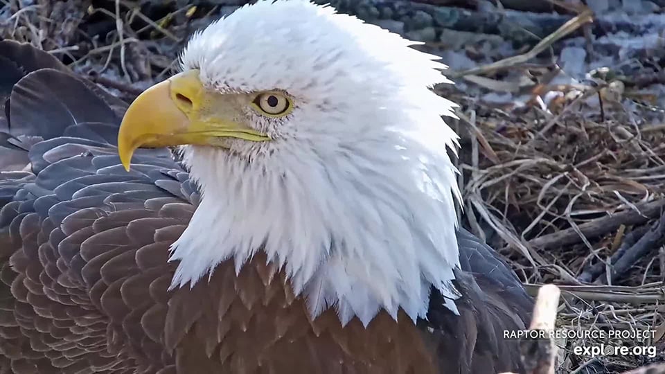 Mr. T in April of 2025. Thanks to GA Bear for the capture!