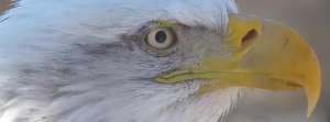RaptorResource